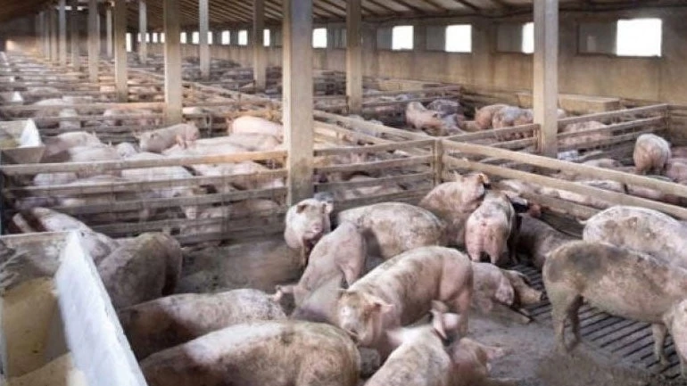 Κομισιόν: Η εξάπλωση της αφρικανικής πανώλης των χοίρων στη Βουλγαρία είναι «ανησυχητική»